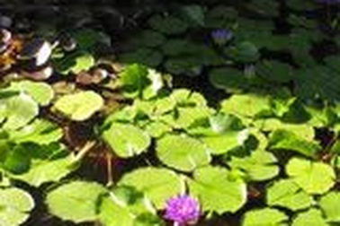 Làm giàu từ hoa súng