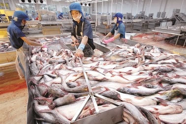 Nhiều "ông lớn" thủy sản cũng bị đối tác ngoại "quỵt tiền", "gài bẫy"