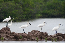 Thái Bình muốn "xóa sổ" hơn 11.000ha khu bảo tồn để xây đô thị, sân golf?