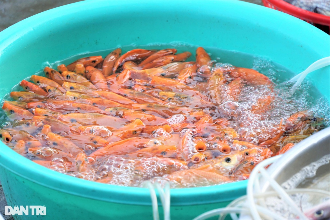 Cần Thơ: Người mua cá chép đưa ông Táo giảm một nửa so với năm trước - 1 Cần Thơ: Người mua cá chép đưa ông Táo giảm một nửa so với năm trước - 1