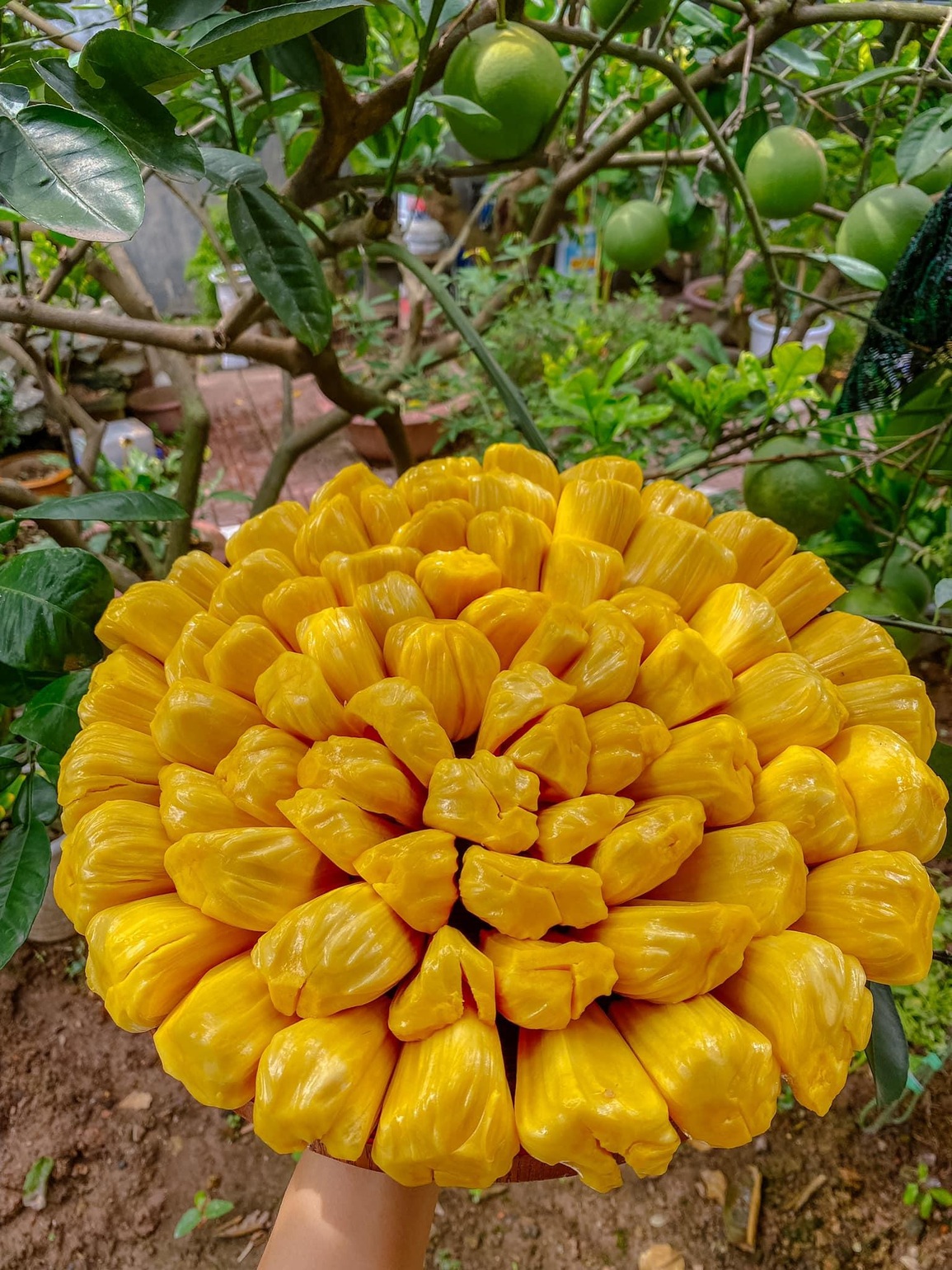 Khu vườn trong mơ với gần 40 loại rau quả sai trĩu trịt giữa lòng Hà Nội - 4 Khu vườn trong mơ với gần 40 loại rau quả sai trĩu trịt giữa lòng Hà Nội - 4