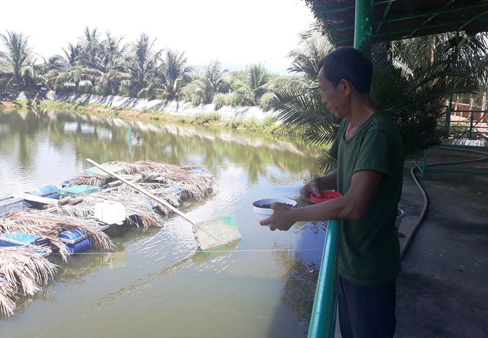 Lão ngư đất võ Bình Định đổi đời nhờ nuôi loài cá “tiến vua” - 6 Lão ngư đất võ Bình Định đổi đời nhờ nuôi loài cá “tiến vua” - 6