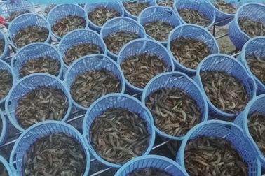 Ngành tôm khó trong tiếp cận công nghệ mới và nguồn tài chính hỗ trợ
