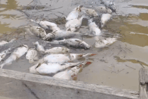 Người dân trắng tay, nợ "ngập đầu" sau vụ 25 tấn cá lăng chết ở hồ Ya Ly