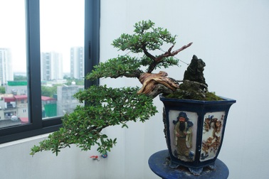 Nghệ nhân Hà Nội bật mí về bonsai kích thước nhỏ nhưng giá “khủng”