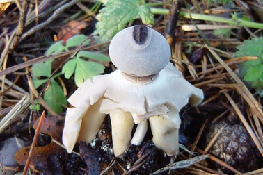 Loại nấm độc kỳ lạ có hình dáng như con người