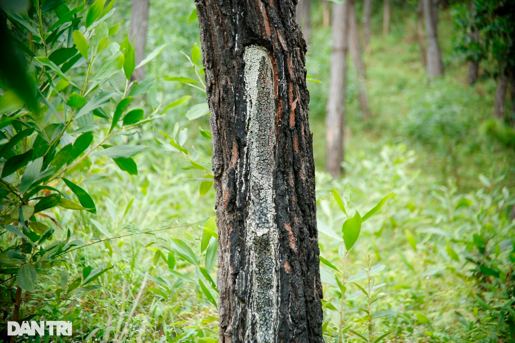 Gần 200 cây thông tươi tốt bỗng dưng chết khô, nghi bị kẻ xấu đầu độc - 3