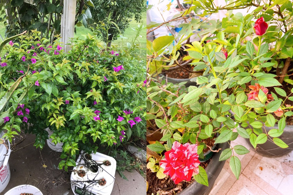 Mê mẩn vườn 20m2 ngập rau, trái của người đàn ông gốc Việt ở Mỹ - 6