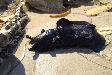 Sên biển lớn nhất thế giới có ngoại hình giống sinh vật từ hành tinh khác