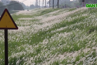 "Thiên đường cỏ tranh" trắng muốt tại Hà Nội