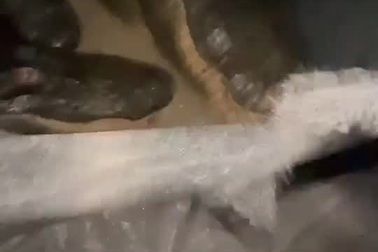 "Sợ mất mật" khi bị hàng chục con cá sấu chui vào lều chén sạch đồ ăn