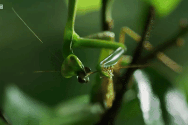 "Lạnh gáy" cảnh bọ ngựa cái nhai đầu bạn tình khi đang giao phối