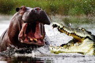 Đây là lý do hà mã là "vua đầm lầy", chứ không phải cá sấu
