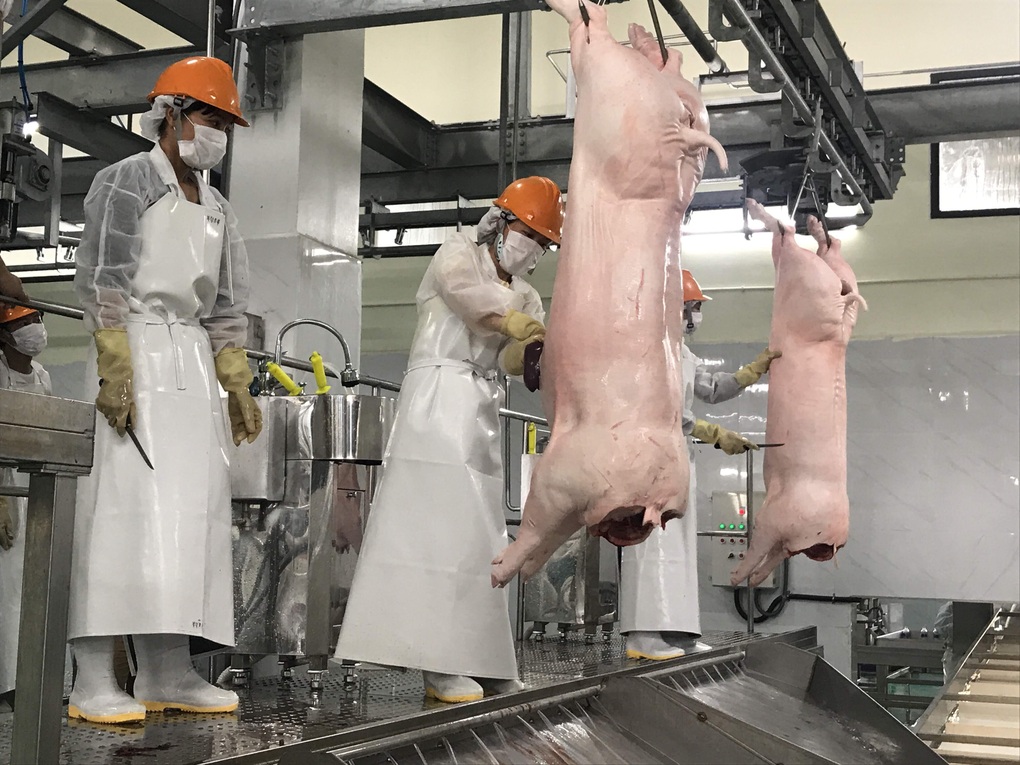 Heo rớt giá, dịch bệnh bủa vây: Người nuôi “ngán” tái đàn dịp Tết - 2 Heo rớt giá, dịch bệnh bủa vây: Người nuôi “ngán” tái đàn dịp Tết - 2