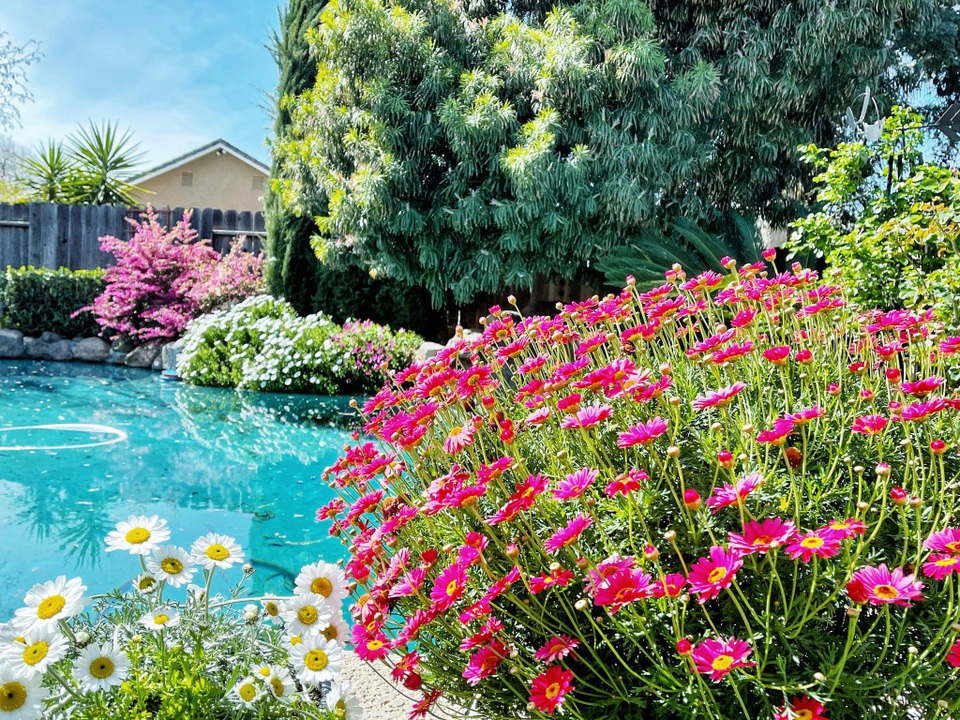 Ngắm vườn ngàn gốc hoa khoe sắc quanh năm của mẹ Việt ở Mỹ - 2