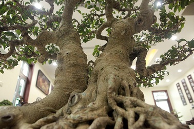 Sanh "huynh đệ" đặt trong nhà mà có giá cả một gia tài