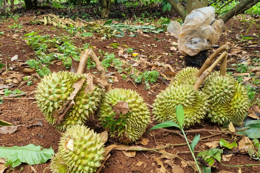 Vườn sầu riêng nhà bí thư xã bị chặt phá trong đêm - 2 Vườn sầu riêng nhà bí thư xã bị chặt phá trong đêm - 2