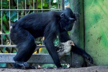 Khỉ cô đơn bất ngờ "cưu mang" gà con