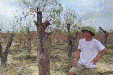 Vườn đào tiền tỷ chết khô, nông dân gầy rộc người lo xoay tiền trả nợ