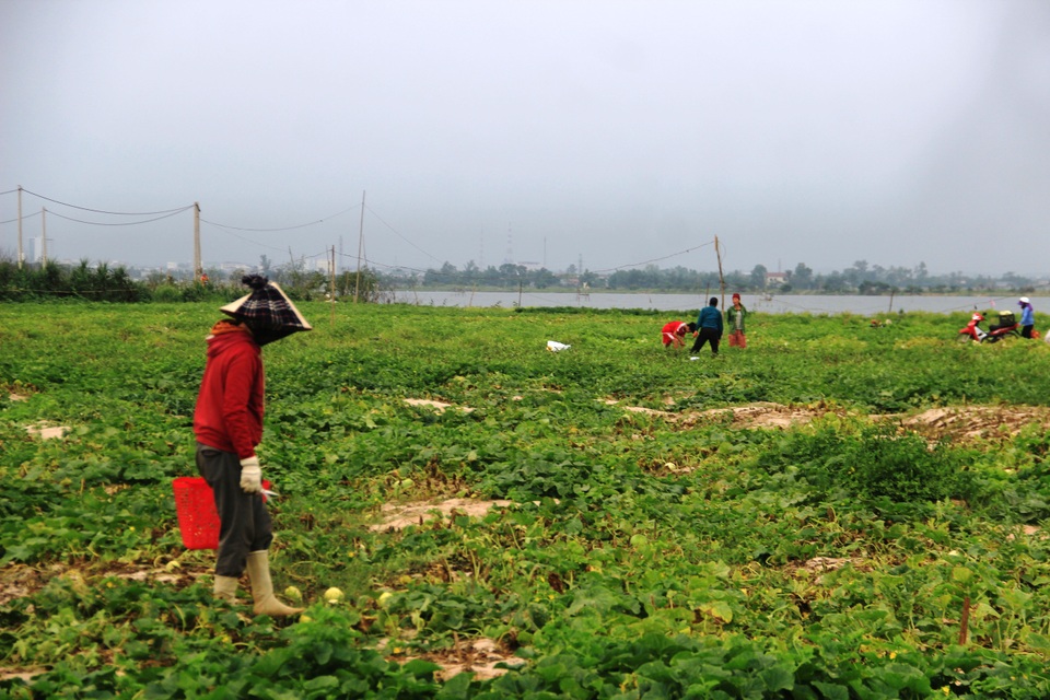 Người dân Quảng Trị thu tiền triệu mỗi ngày nhờ bán dưa - 4 Người dân Quảng Trị thu tiền triệu mỗi ngày nhờ bán dưa - 4