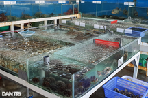 Vụ 3 người ăn hết 12kg hải sản: Các chủ nhà hàng ở Nha Trang nói gì?