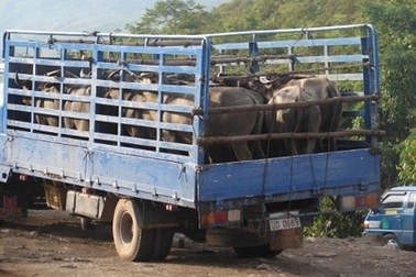Sang Lào buôn trâu 