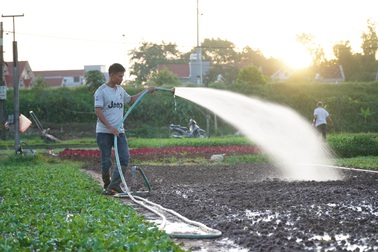 Nông dân Hà Nội tưới rau từ rạng sáng để tránh nắng nóng gay gắt