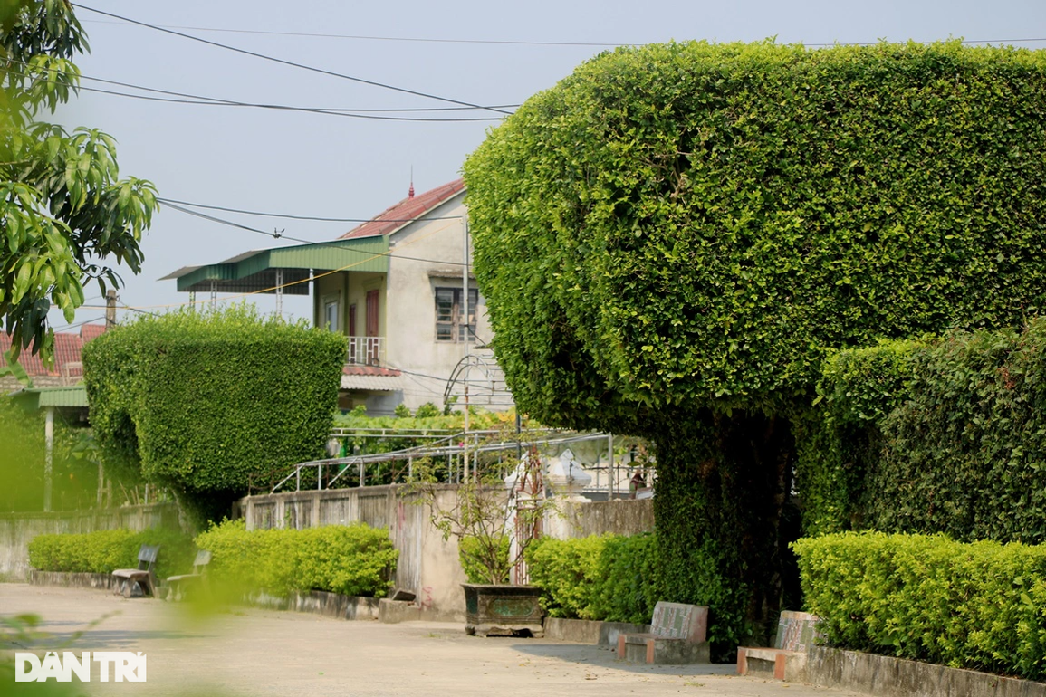 Độc đáo những cổng nhà tuyệt đẹp từ cây duối cổ thụ - 3 Độc đáo những cổng nhà tuyệt đẹp từ cây duối cổ thụ - 3