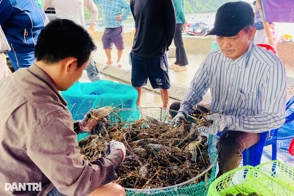 Làng “tỷ phú tôm hùm” hối hả trước bão Kalmaegi - 5 Làng “tỷ phú tôm hùm” hối hả trước bão Kalmaegi - 5