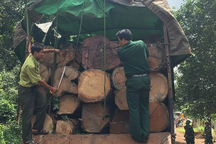 Tài xế vận chuyển gỗ lậu, lẩn trốn 4 năm không thoát