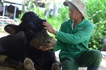 550 bò sữa chết sau tiêm vaccine: Nâng bồi thường, dân vẫn chưa đồng ý