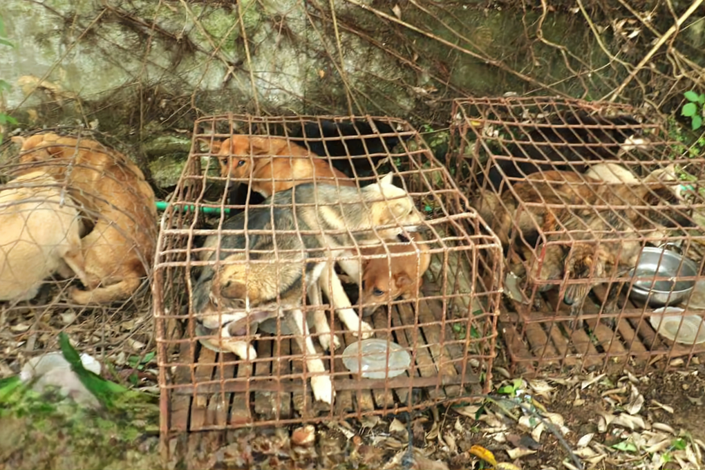 Bắt giữ nhóm con nghiện trộm chó khắp tỉnh Nghệ An - 3 Bắt giữ nhóm con nghiện trộm chó khắp tỉnh Nghệ An - 3