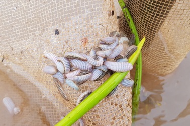 Đàn sâu biển khổng lồ ăn sạch bãi ngao của dân