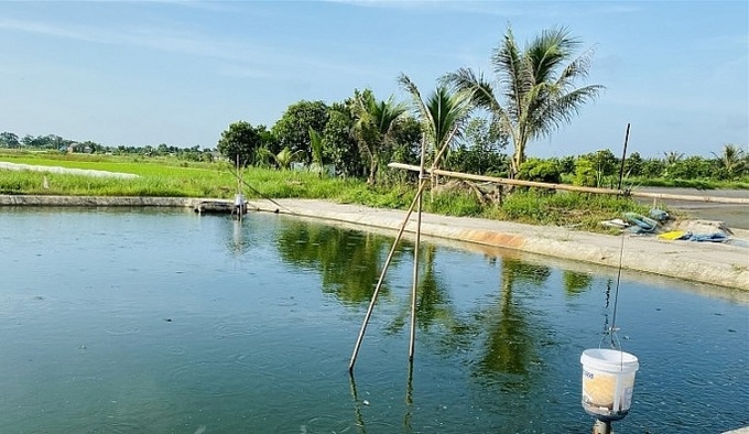 Khu vực ao nuôi chạch, nơi xảy ra sự việc thương tâm .