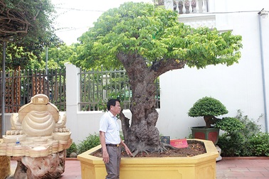 Mãn nhãn với cây khế độc nhất vô nhị có giá 3 tỷ đồng của đại gia Phú Thọ