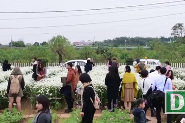 Hàng nghìn người “đổ” về chụp ảnh, vườn cúc họa mi “vỡ trận” vì tắc nghẽn