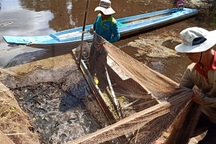 Về Cà Mau xem nghề chụp cá đìa