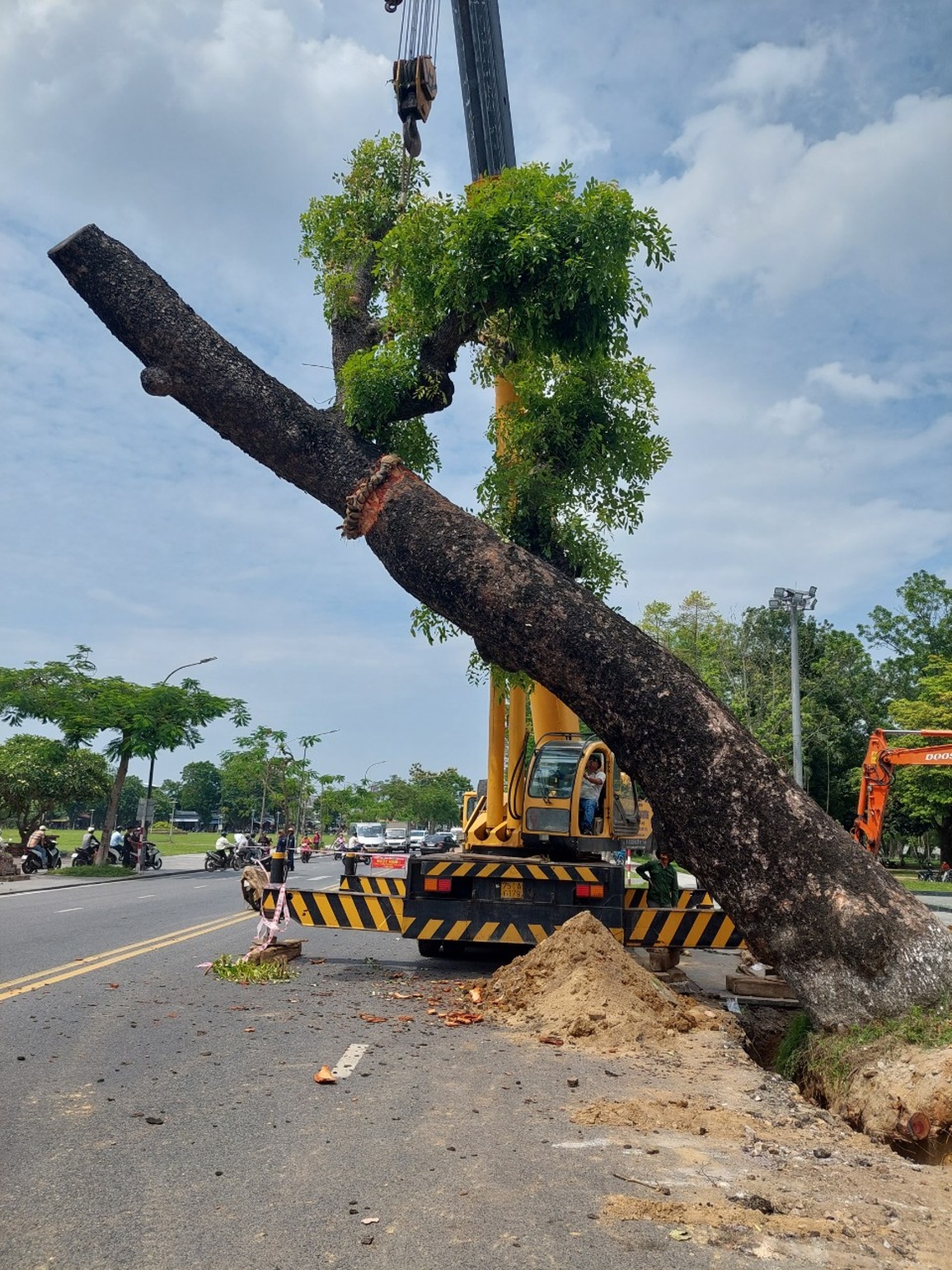 Di dời cây xà cừ hơn 100 năm tuổi tại TP Huế - 2 Di dời cây xà cừ hơn 100 năm tuổi tại TP Huế - 2