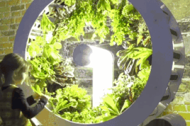 Giải pháp tự trồng rau sạch cho dân thành phố trong thời đại 4.0