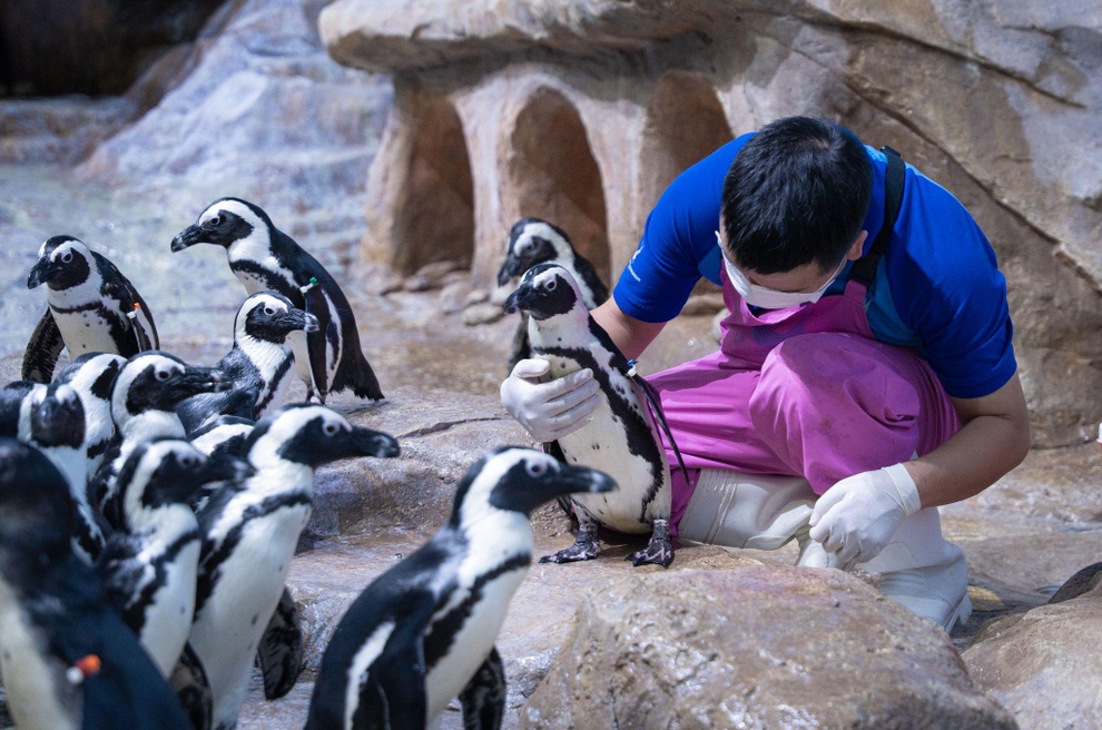 Gặp gỡ 16 chú chim cánh cụt châu Phi tại Thủy cung Lotte World Hà Nội - 5 Gặp gỡ 16 chú chim cánh cụt châu Phi tại Thủy cung Lotte World Hà Nội - 5