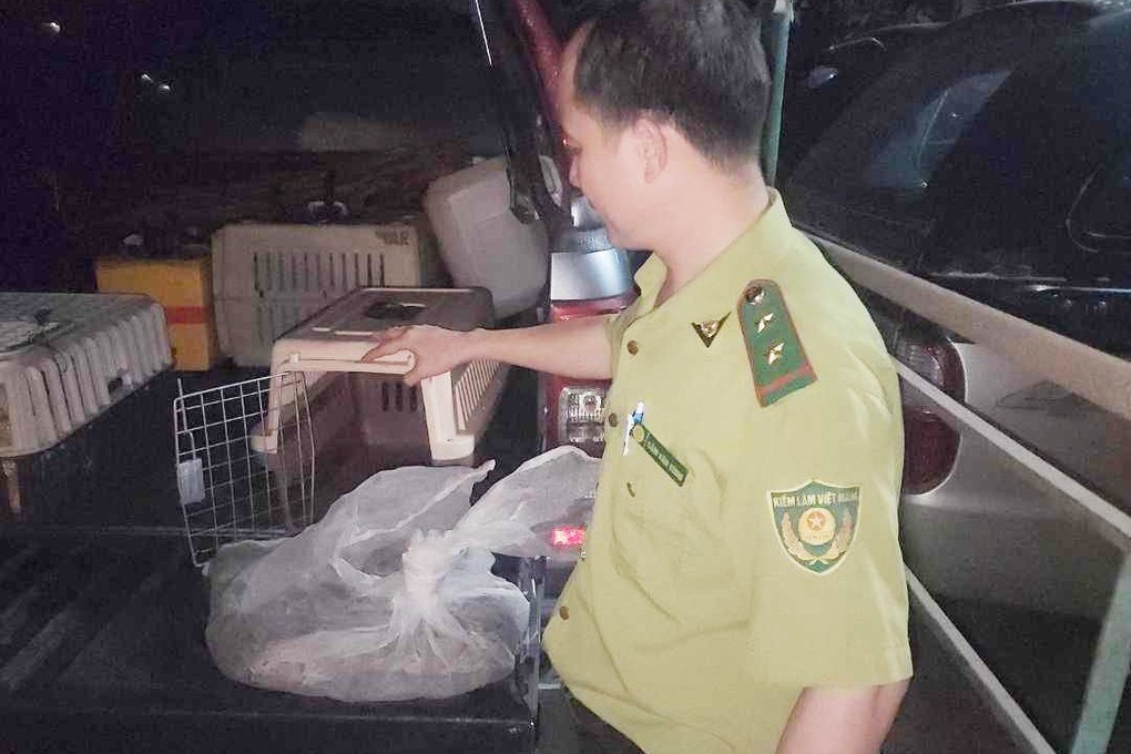Trăn quý hiếm dài 1,7m bò vào chung cư ở TPHCM - 2 Trăn quý hiếm dài 1,7m bò vào chung cư ở TPHCM - 2