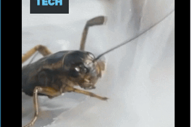 Túi phân hủy sinh học giúp cứu sống nhiều động vật và giảm ô nhiễm đại dương