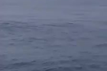 Đàn cá heo xuất hiện ở biển Cửa Đại