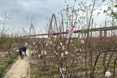 Hoa đào rực rỡ bên cầu Nhật Tân
