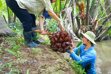 Dừa nước - đặc sản trứ danh Bến Tre do thiên nhiên ban tặng