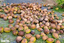 Sâu đầu đen "tấn công" 200ha dừa, nông dân đứng trước nguy cơ trắng tay