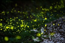 Ninh Bình: Lạc vào khu rừng đom đóm lung linh huyền ảo tựa chốn thần tiên