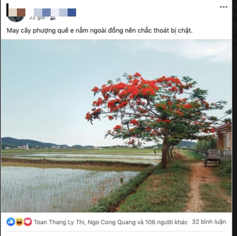 Cộng đồng mạng khóc thương phượng bị triệt hạ - 8 Cộng đồng mạng khóc thương phượng bị triệt hạ - 8