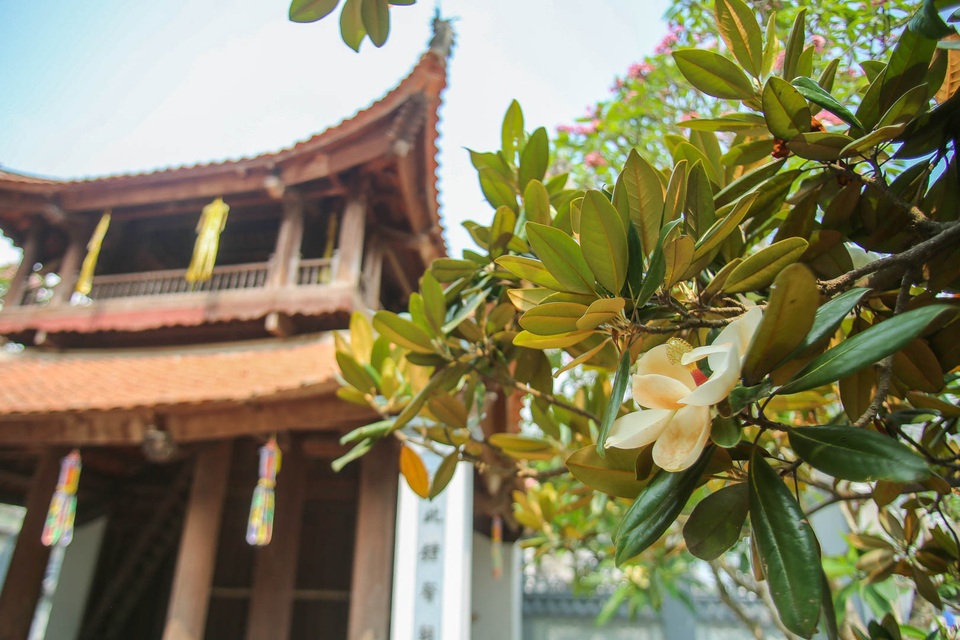 Kì lạ đóa sen nằm trên cạn, tỏa hương thơm ngát ngôi chùa trăm năm tuổi - 5 Kì lạ đóa sen nằm trên cạn, tỏa hương thơm ngát ngôi chùa trăm năm tuổi - 5