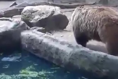 Gấu tốt bụng cứu quạ khỏi bị chết đuối